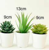 3 Pack of Artificial Succulent Potted Plants in White Plastic 6cm Pot Interior Decoration - Side View