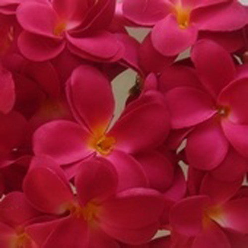20 LED Deep Red Frangipani Flower Battery-Powered String Lights for Home, Wedding, and Party Decor - Versatile Outdoor Table Garland and Wreath