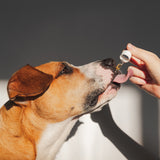 2 x 100ml Raw Hemp Seed Oil + Turmeric Food Supplement for Dogs - Front View