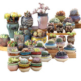 4/5/6 Pots Set Ceramic Clay Pottery Pots Succulent Flower Planter Draining Hole(Style 01# 4 Pots Set) - Top-Down View