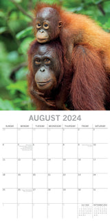 Baby Animals - 2024 Square Wall Calendar Pets Animals 16 Months Premium Planner - Top-Down View
