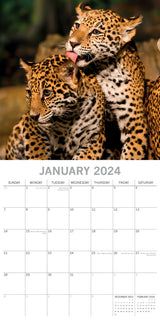 Big Cats - 2024 Square Wall Calendar Wildlife Animals 16 Months Premium Planner - Side View