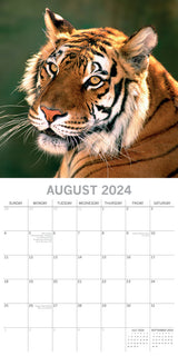 Big Cats - 2024 Square Wall Calendar Wildlife Animals 16 Months Premium Planner - Top-Down View
