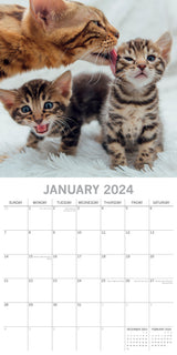 Cats & Kittens 2024 Square Wall Calendar Pets Animals 16 Months Premium Planner - Side View
