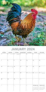 Chickens - 2024 Square Wall Calendar Pets Animals 16 Months Premium Planner Gift