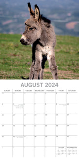Donkeys - 2024 Square Wall Calendar Pets Animals 16 Months New Year Planner Gift - Top-Down View