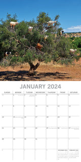 Goats in Trees - 2024 Square Wall Calendar Pets Animals 16 Month New YearPlanner - Side View