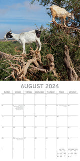Goats in Trees - 2024 Square Wall Calendar Pets Animals 16 Month New YearPlanner - Top-Down View