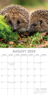 Hedgehogs - 2024 Square Wall Calendar Cute Pets Animals 16 Month Premium Planner
