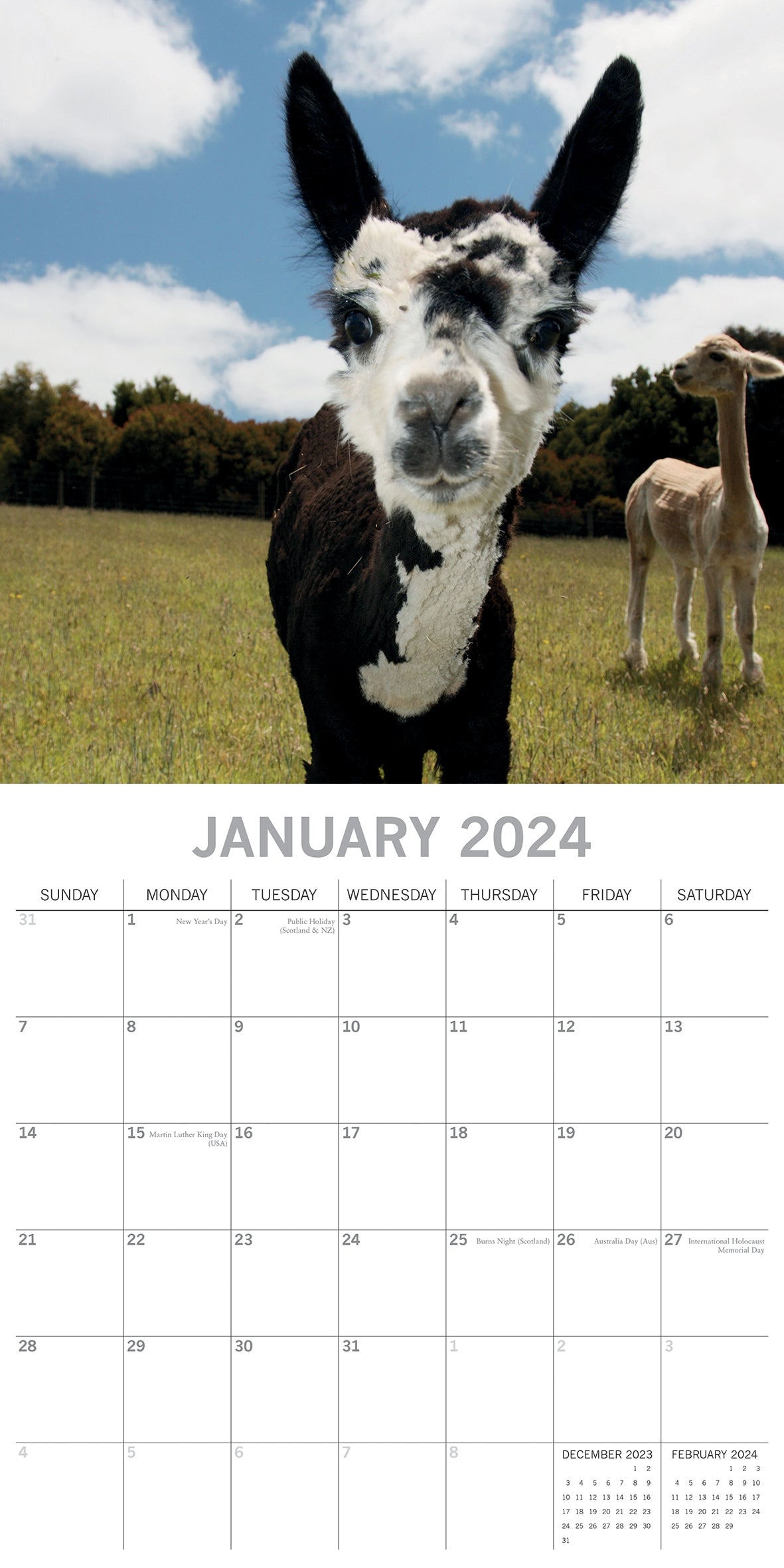 Llamas - 2024 Square Wall Calendar Pets Animals 16 Months New Year Planner Gift