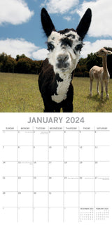 Llamas - 2024 Square Wall Calendar Pets Animals 16 Months New Year Planner Gift - Side View