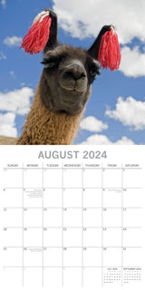 Llamas - 2024 Square Wall Calendar Pets Animals 16 Months New Year Planner Gift - Top-Down View