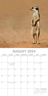 Meerkats - 2024 Square Wall Calendar Pets Animals 16 Months Premium Planner Gift - Top-Down View