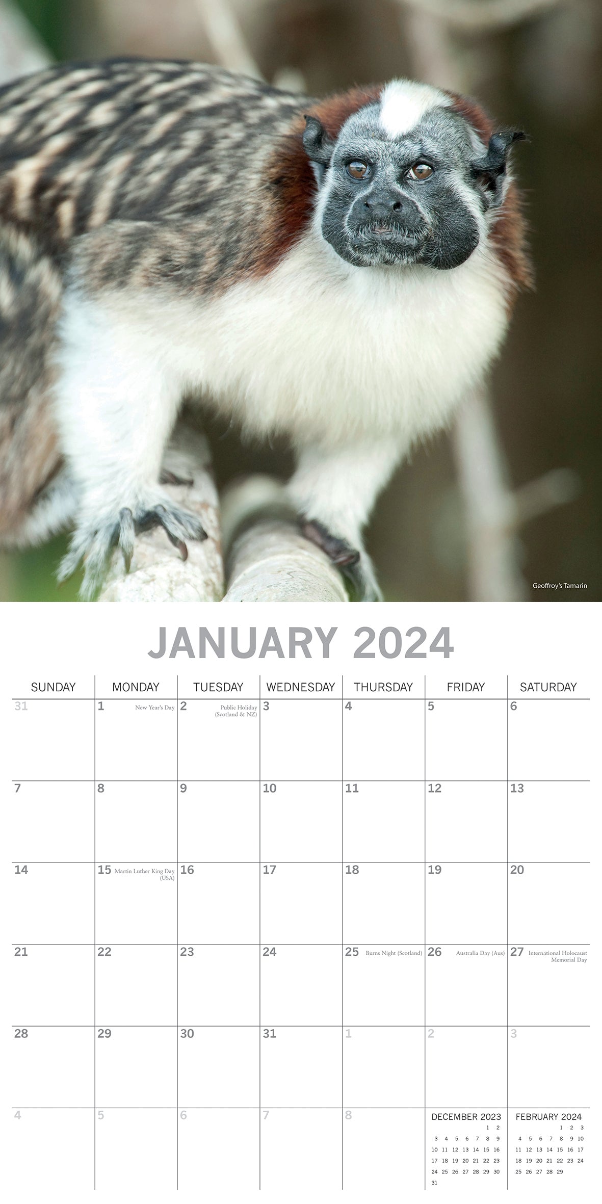 Monkey Business 2024 Square Wall Calendar Pets Animals 16 Months Premium Planner