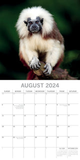 Monkey Business 2024 Square Wall Calendar Pets Animals 16 Months Premium Planner