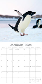 Penguins - 2024 Square Wall Calendar Pets Animals 16 Month New Year Gift Planner