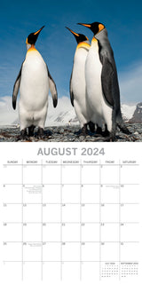 Penguins - 2024 Square Wall Calendar Pets Animals 16 Month New Year Gift Planner