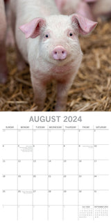 Piggies - 2024 Square Wall Calendar Pets Animals 16 Months New Year Gift Planner - Top-Down View