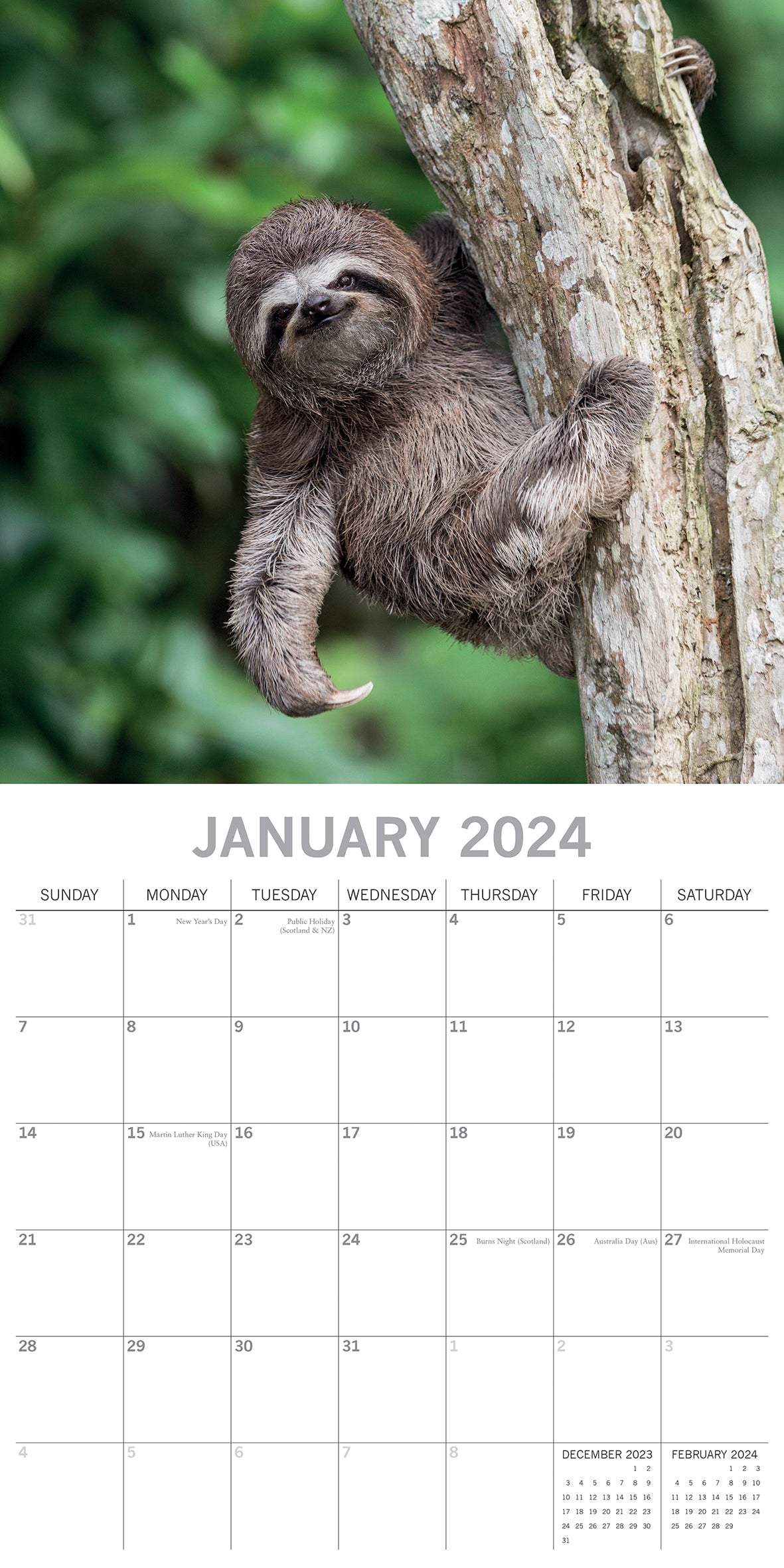 Sloths - 2024 Square Wall Calendar Pets Animals 16 Months New Year Gift Planner