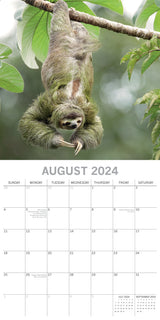 Sloths - 2024 Square Wall Calendar Pets Animals 16 Months New Year Gift Planner - Top-Down View