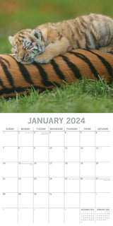 Tigers - 2024 Square Wall Calendar Pets Animals 16 Months New Year Gift Planner - Side View
