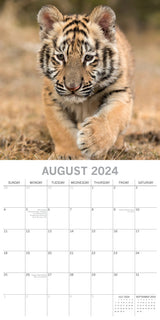 Tigers - 2024 Square Wall Calendar Pets Animals 16 Months New Year Gift Planner - Top-Down View