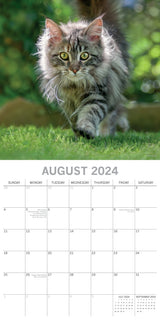 Top Cats - 2024 Square Wall Calendar Pets Animals 16 Months Premium Planner Gift - Top-Down View