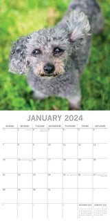 Dogs in the Wind 2024 Square Wall Calendar Pets Animals 16 Month Premium Planner