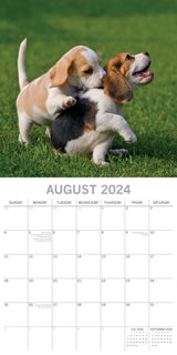 Beagles - 2024 Square Wall Calendar Pets Dog 16 Months Premium Planner New Year - Top-Down View