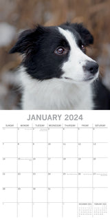 Border Collies - 2024 Square Wall Calendar Pets Dog 16 Months Premium Planner - Side View