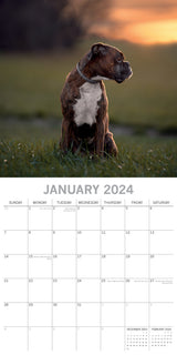 Boxers - 2024 Square Wall Calendar Pets Dog 16 Months Premium Planner New Year - Side View