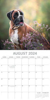 Boxers - 2024 Square Wall Calendar Pets Dog 16 Months Premium Planner New Year - Top-Down View