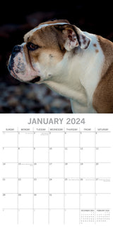 Bulldogs - 2024 Square Wall Calendar Pets Dog 16 Months Premium Planner New Year - Side View