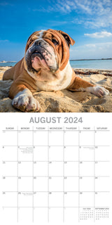 Bulldogs - 2024 Square Wall Calendar Pets Dog 16 Months Premium Planner New Year - Top-Down View