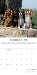 Cavalier King Charles Spaniels - 2024 Square Wall Calendar Dog 16 Months Planner - Top-Down View