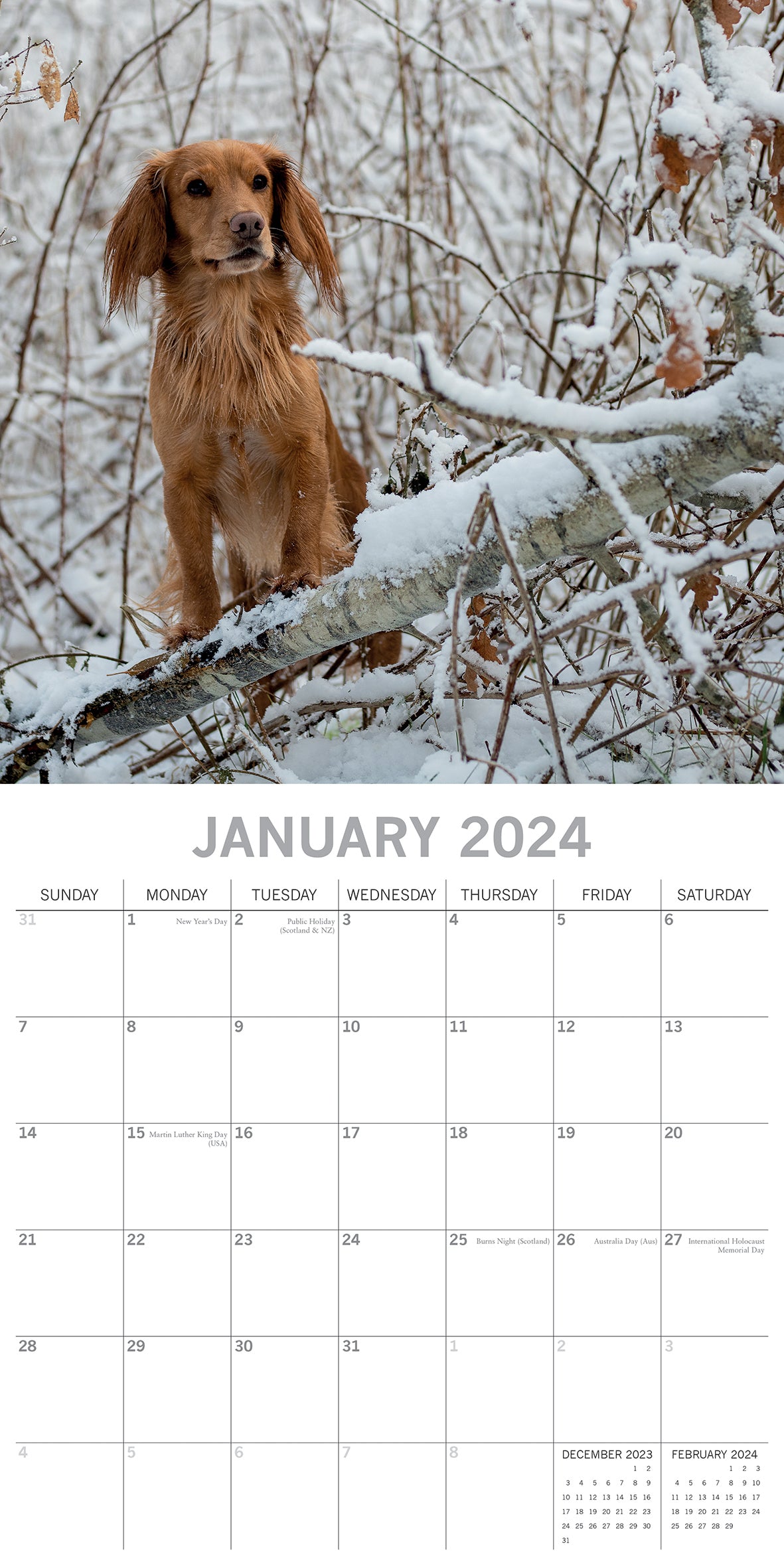 Cocker Spaniels - 2024 Square Wall Calendar Pets Dog 16 Months Premium Planner