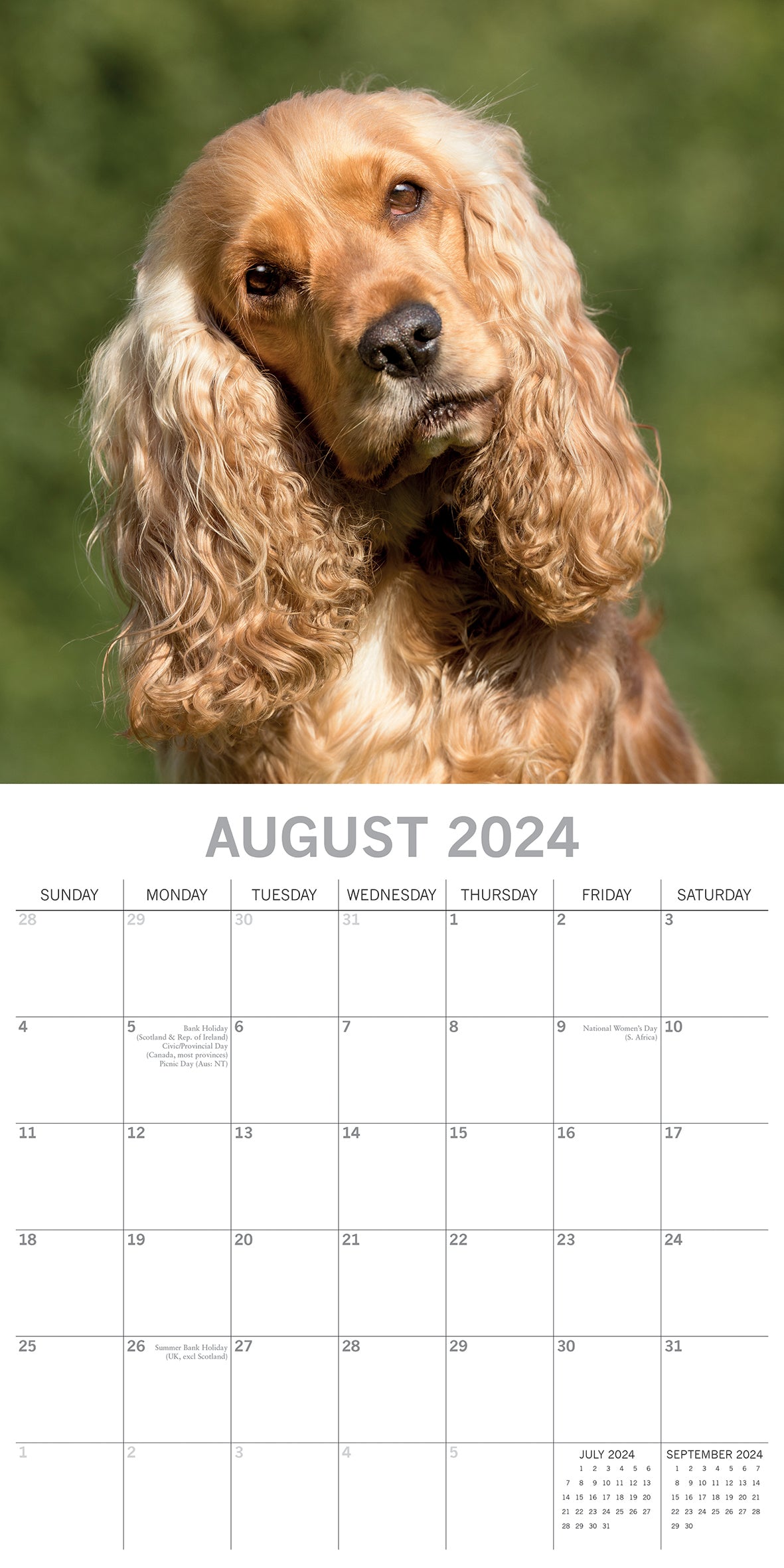 Cocker Spaniels - 2024 Square Wall Calendar Pets Dog 16 Months Premium Planner
