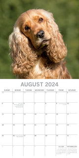 Cocker Spaniels - 2024 Square Wall Calendar Pets Dog 16 Months Premium Planner - Side View