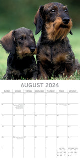 Dachshunds 2024 Square Wall Calendar Pets Dog 16 Months Premium Planner New Year - Top-Down View