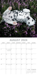 Dalmatians 2024 Square Wall Calendar Pets Dog 16 Months Premium Planner New Year - Top-Down View