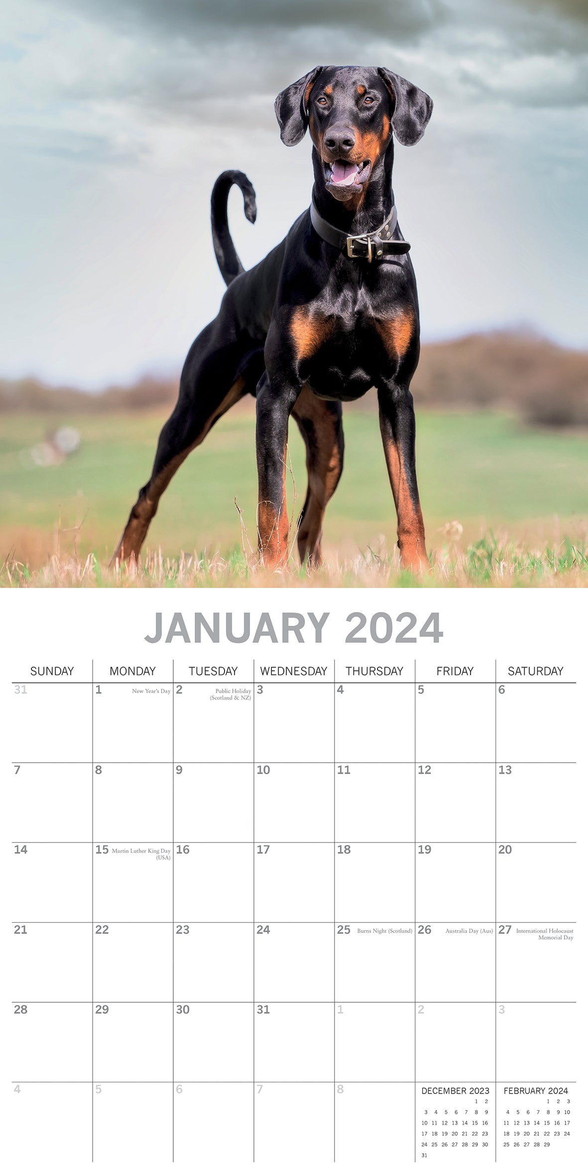 Dobermans - 2024 Square Wall Calendar Pets Dog 16 Month Premium Planner New Year