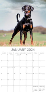 Dobermans - 2024 Square Wall Calendar Pets Dog 16 Month Premium Planner New Year