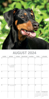 Dobermans - 2024 Square Wall Calendar Pets Dog 16 Month Premium Planner New Year - Top-Down View