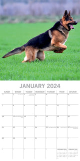 German Shepherds - 2024 Square Wall Calendar Pets Dog 16 Months Premium Planner - Side View
