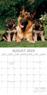 German Shepherds - 2024 Square Wall Calendar Pets Dog 16 Months Premium Planner - Top-Down View