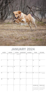 Golden Retrievers - 2024 Square Wall Calendar Pets Dog 16 Months Premium Planner