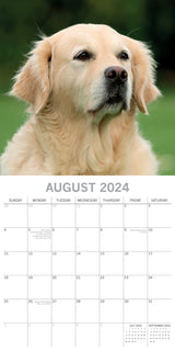 Golden Retrievers - 2024 Square Wall Calendar Pets Dog 16 Months Premium Planner - Top-Down View