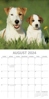 Jack Russells - 2024 Square Wall Calendar Pets Dog 16 Month Premium Planner Gift - Top-Down View