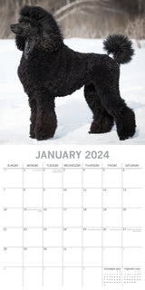Poodles - 2024 Square Wall Calendar Pets Dog 16 Months Premium Planner New Year
