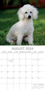 Poodles - 2024 Square Wall Calendar Pets Dog 16 Months Premium Planner New Year - Top-Down View